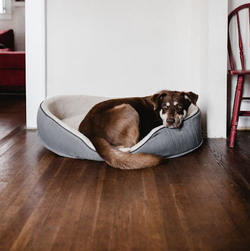 Dog resting in pet bed on a floor