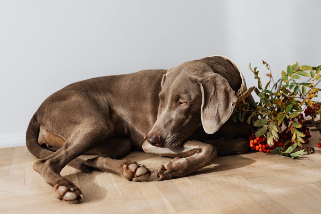 A dog resting on a vinyl floor