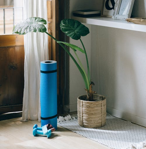 An indoor plant in a corner of a room with yoga mat and dumbbells